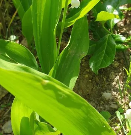 Les De La Margeride 3*