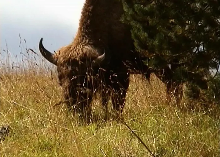 Les De La Margeride Blavignac